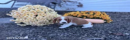 Welsh Springer Spaniel dogs for sale: Lady - Ad 11