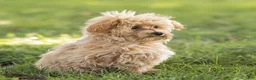 Maltipoo dogs for sale: Nacho Maltipoo Puppy  - Ad 3