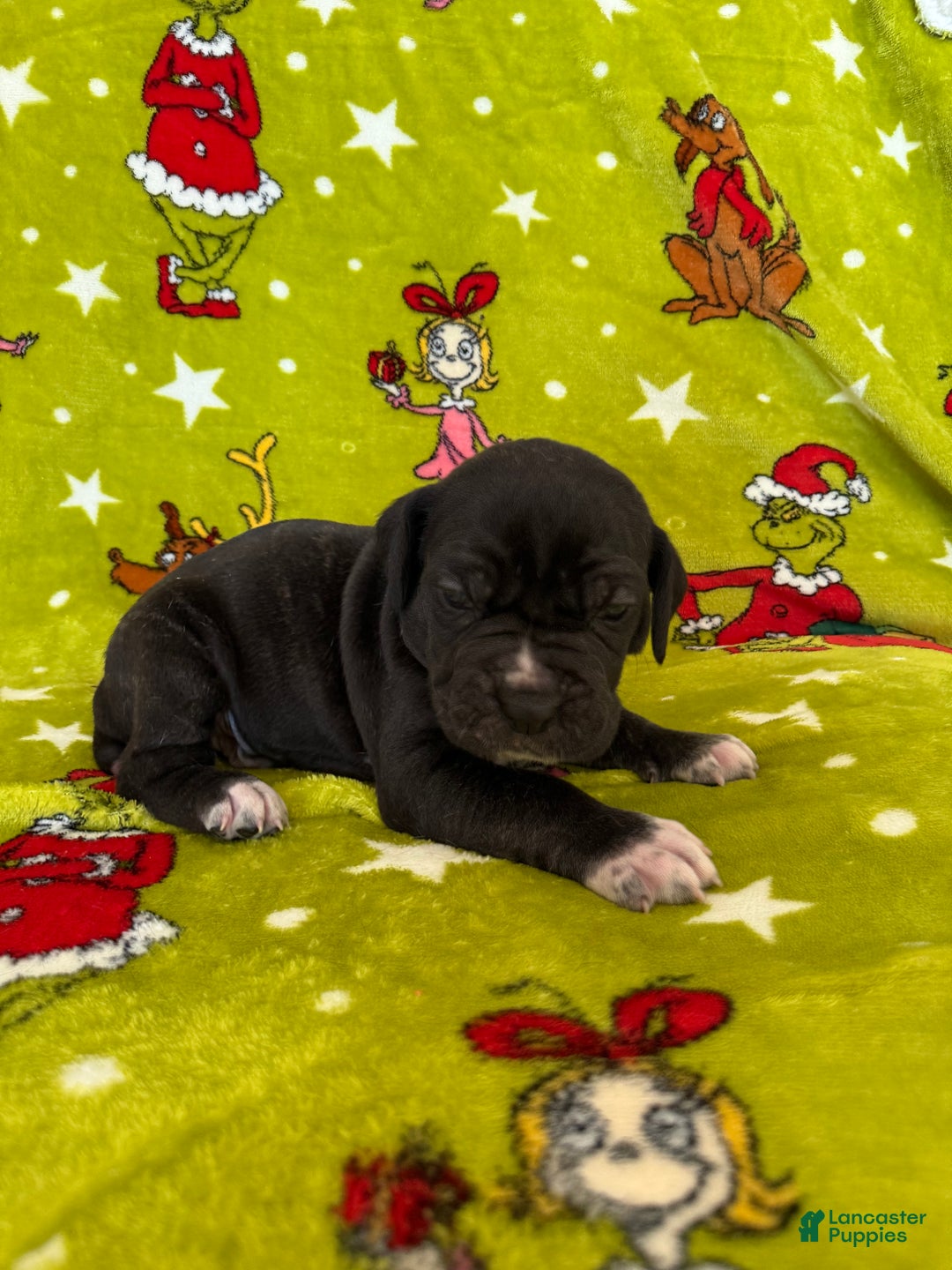 Cane Corso dogs for sale: Cane Corso Puppy 5 - Ad 1