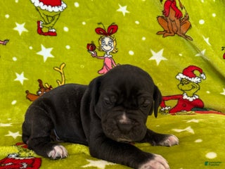 Cane Corso dogs Cane Corso Puppy 5 - Ad 32
