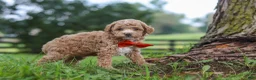 Miniature Poodle dogs for sale: Milo - Ad 4