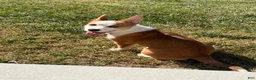 Welsh Corgi Pembroke dogs for sale: Welsh Corgi Pembroke  - Ad 7