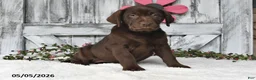 Labrador Retriever dogs for sale: Lucy - Ad 1