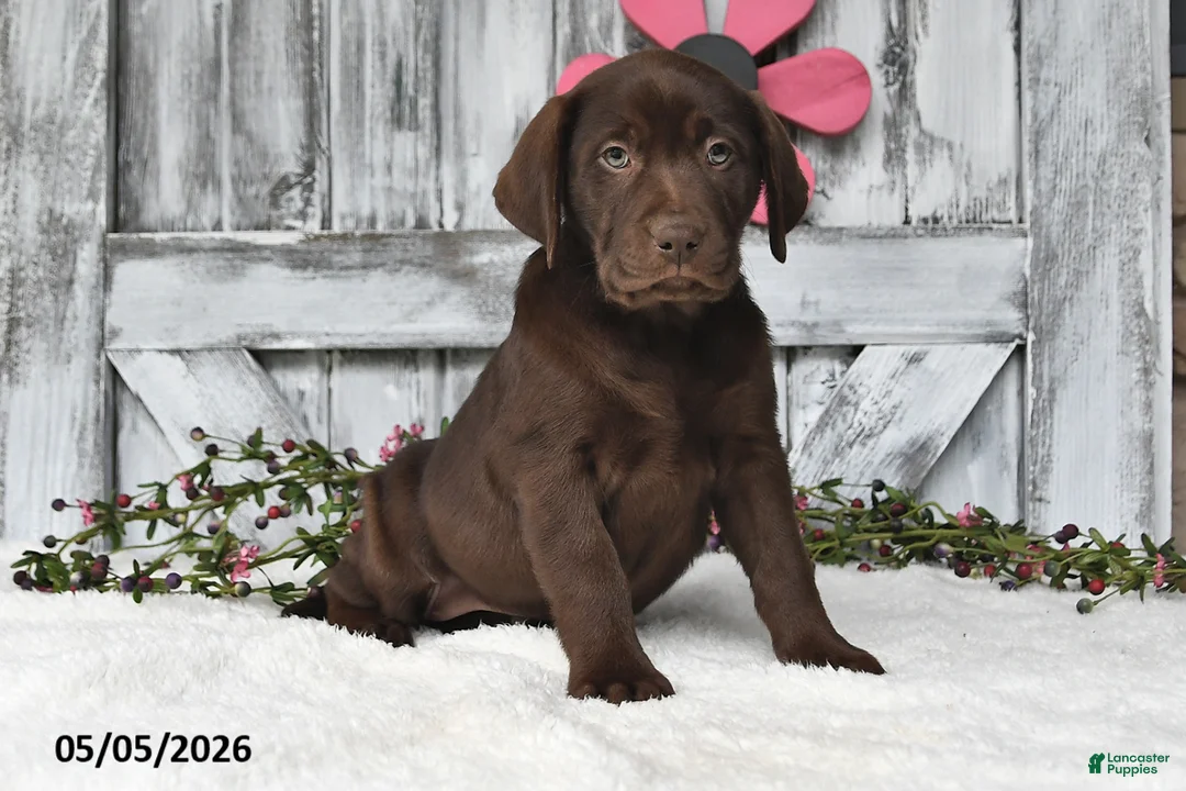 Labrador Retriever dogs for sale: Lucy - Ad 1