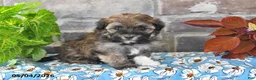 Havanese dogs for sale: Rover - Ad 5