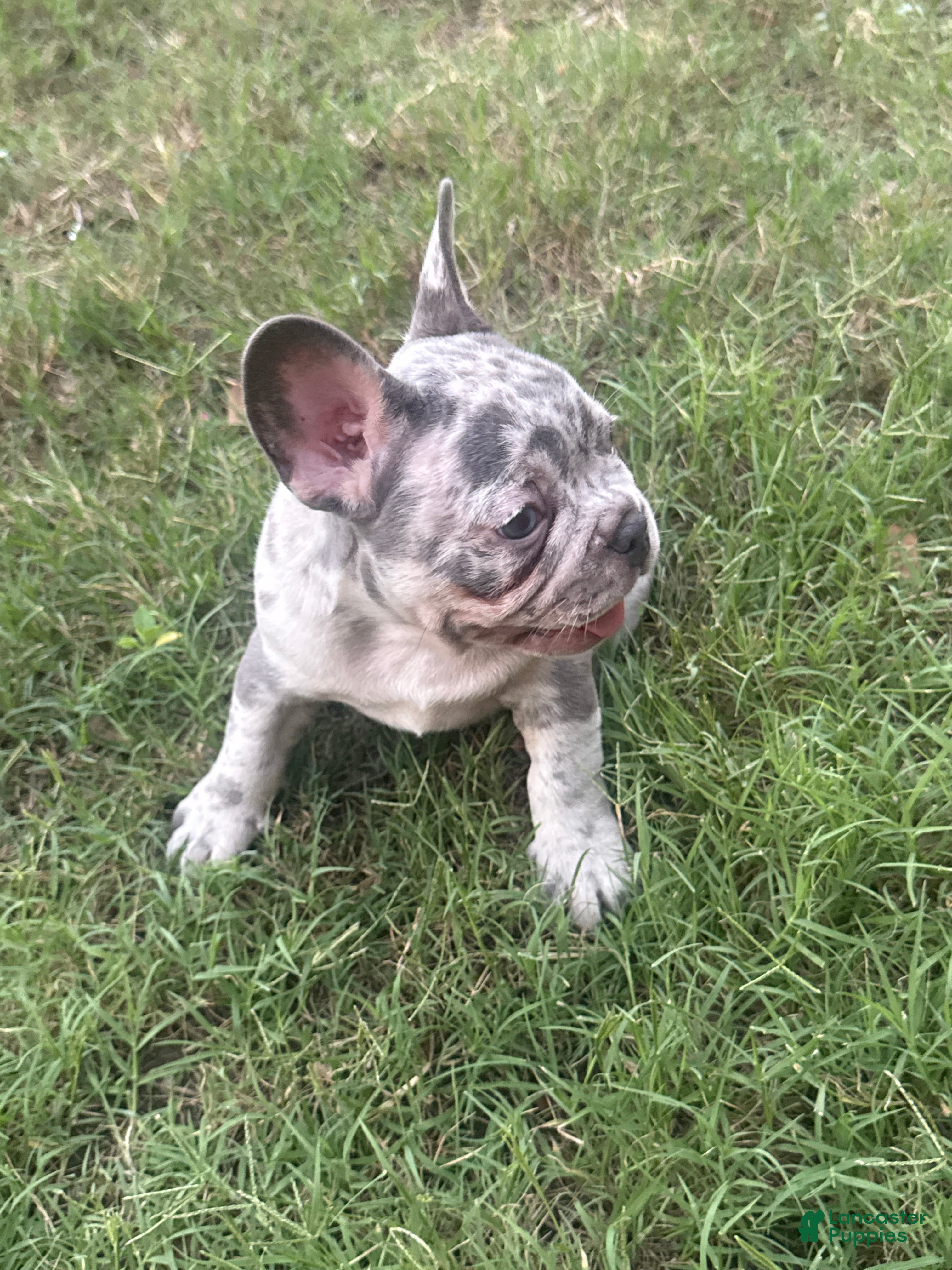French Bulldog dogs French Bulldog Puppy 3 - Ad 2