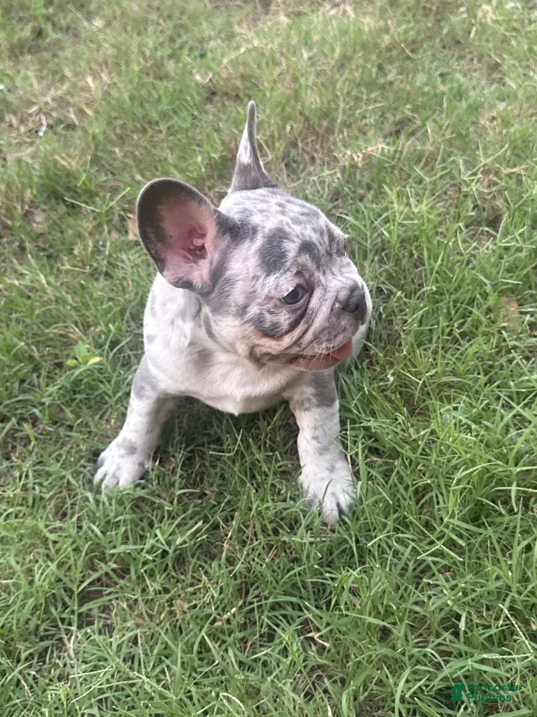 French Bulldog dogs for sale: French Bulldog Puppy 3 - Ad 2