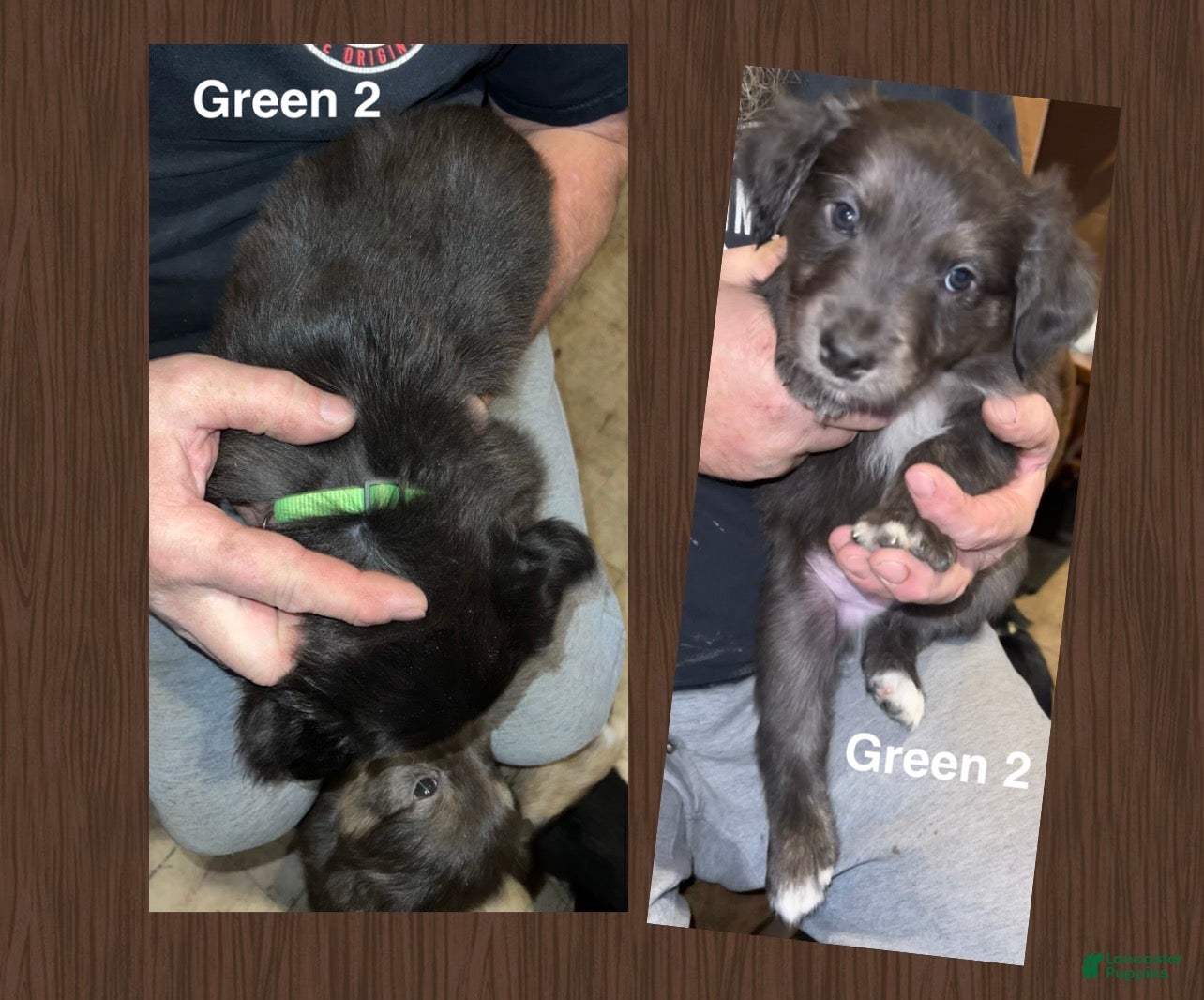 Mixed Breed dogs Green 2 Collar Puppy - Ad 34