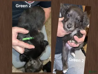 Mixed Breed dogs Green 2 Collar Puppy - Ad 34