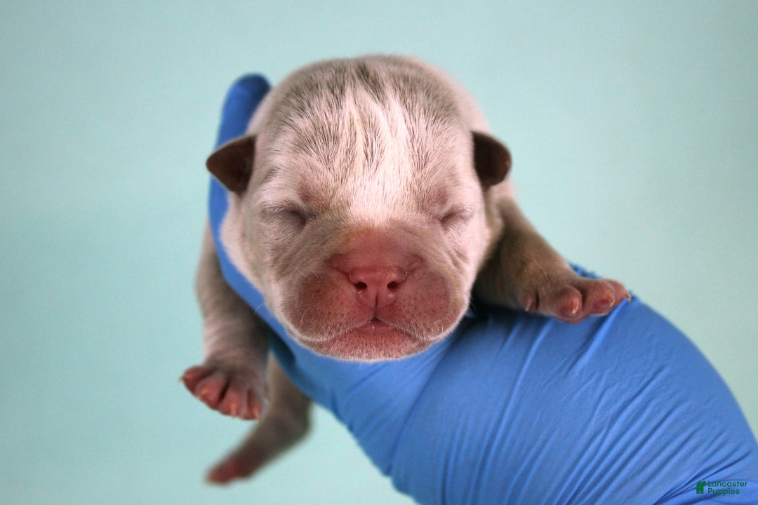 American Bully dogs for sale: Lilac Merle Male - Ad 10