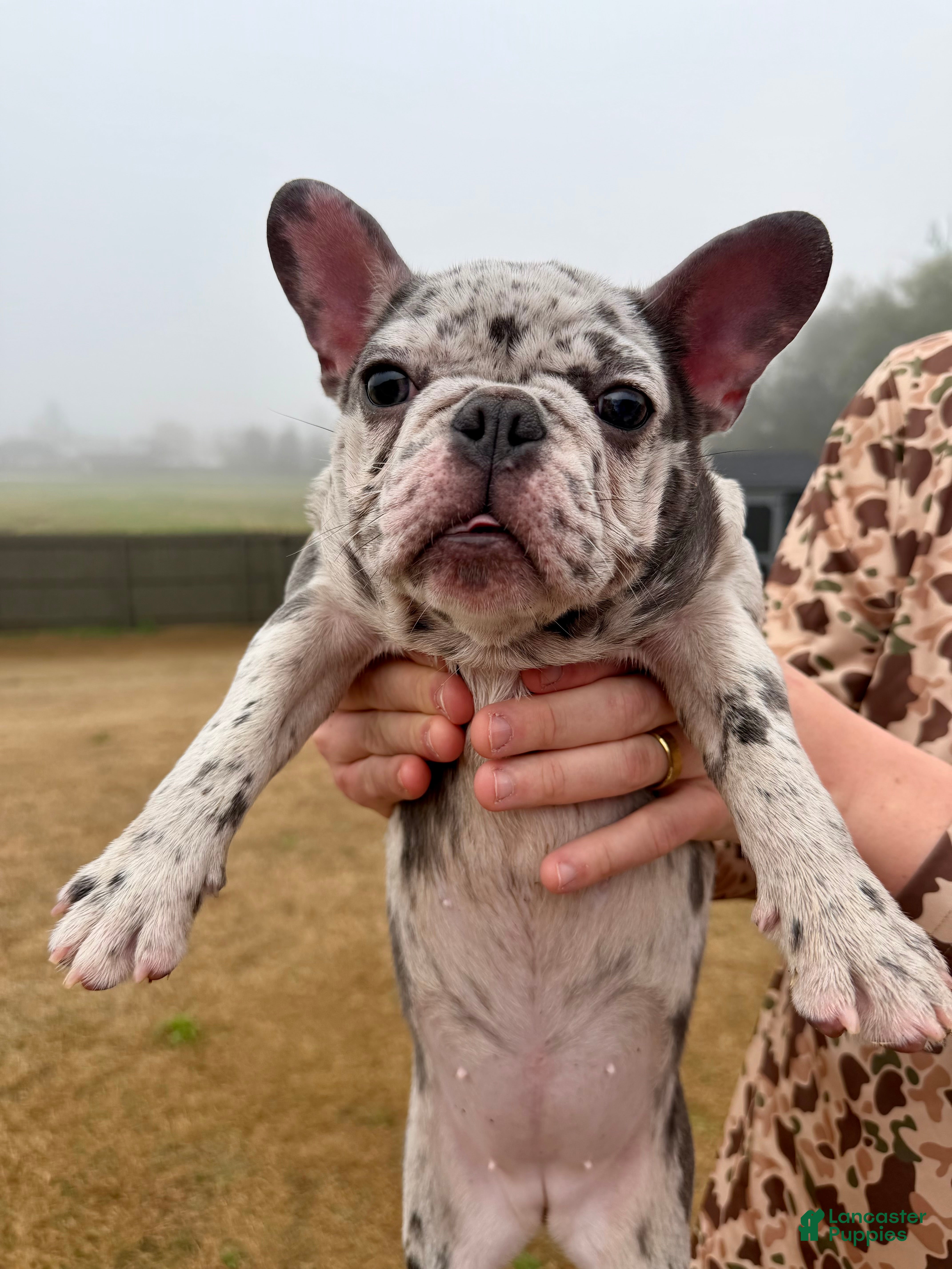 French Bulldog dogs French Bulldog Puppy 1 - Ad 2