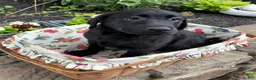 Mixed Breed dogs for sale: Mixed Breed 3 - Ad 15