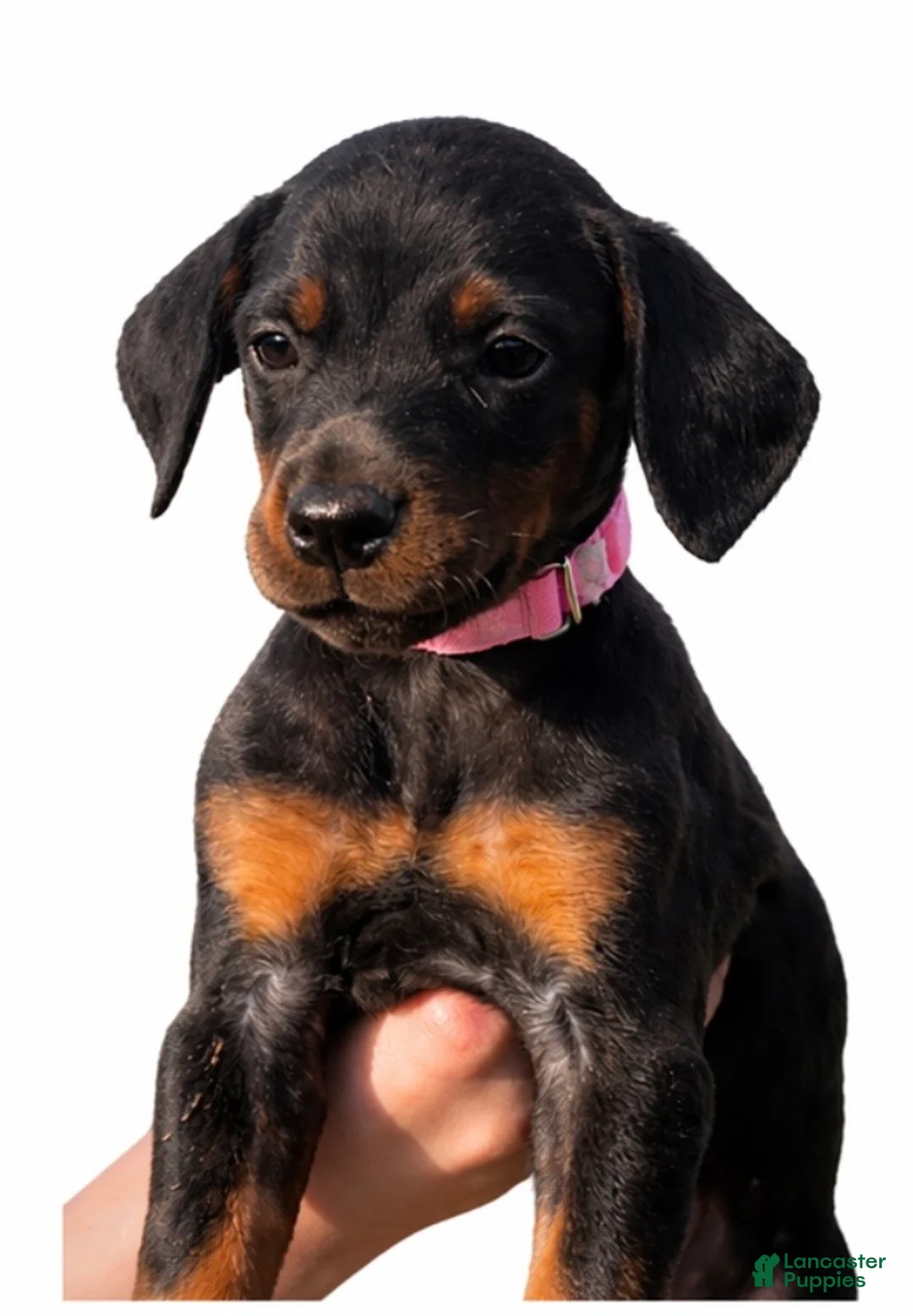 Doberman Pinscher dogs for sale: Miss Prissy  - Ad 7