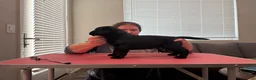 Labrador Retriever dogs for sale: Silver collar boy - Ad 4