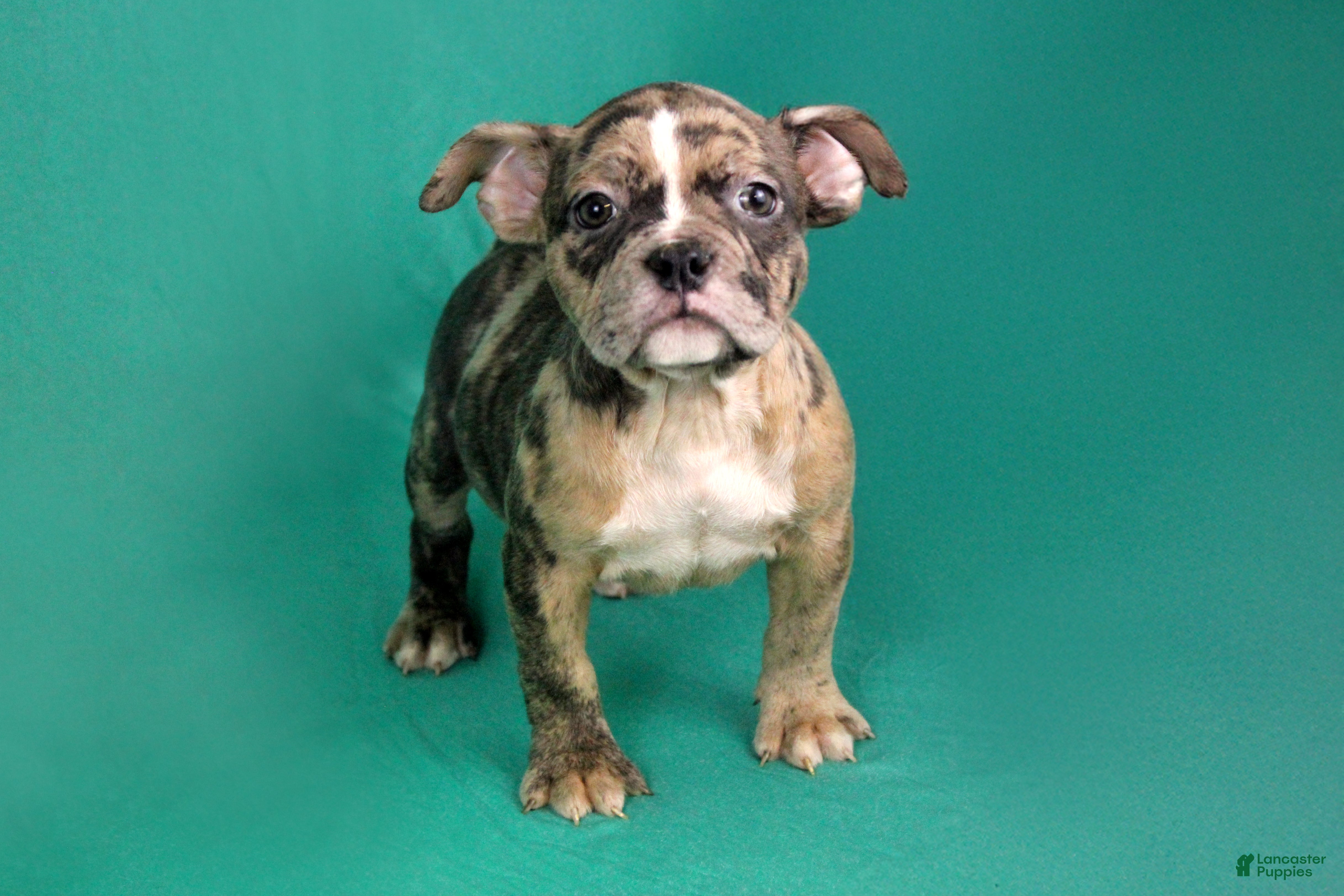 American Bully dogs Black Brindle Merle Female - Ad 1