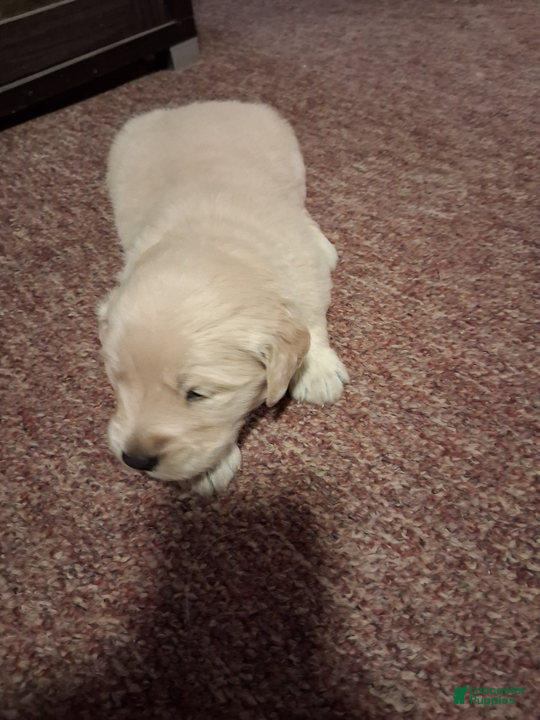 Golden Retriever dogs for sale: Romeo  - Ad 4