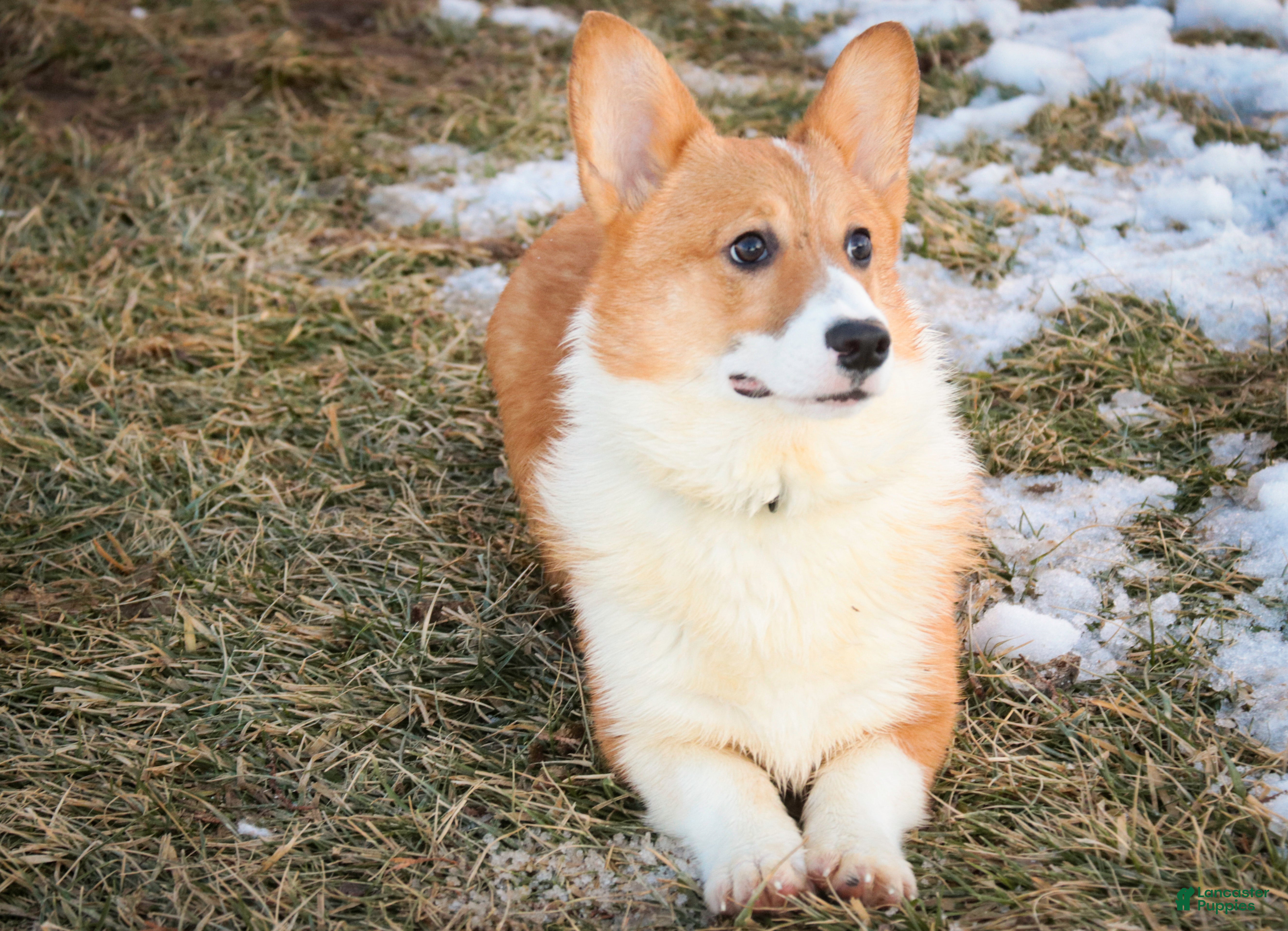 Welsh Corgi Pembroke dogs Steele - Ad 2