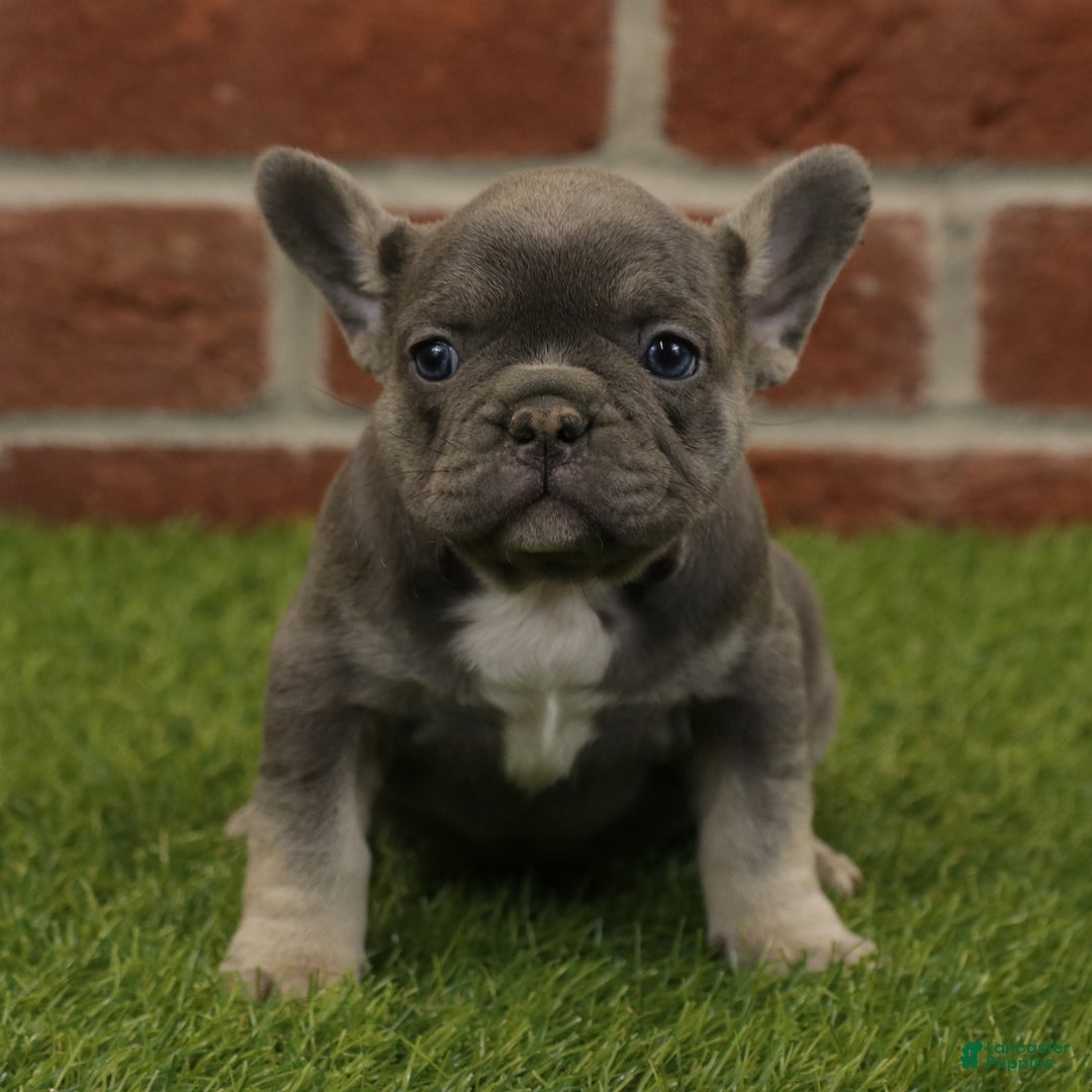 French Bulldog dogs for sale: Bella - Ad 1