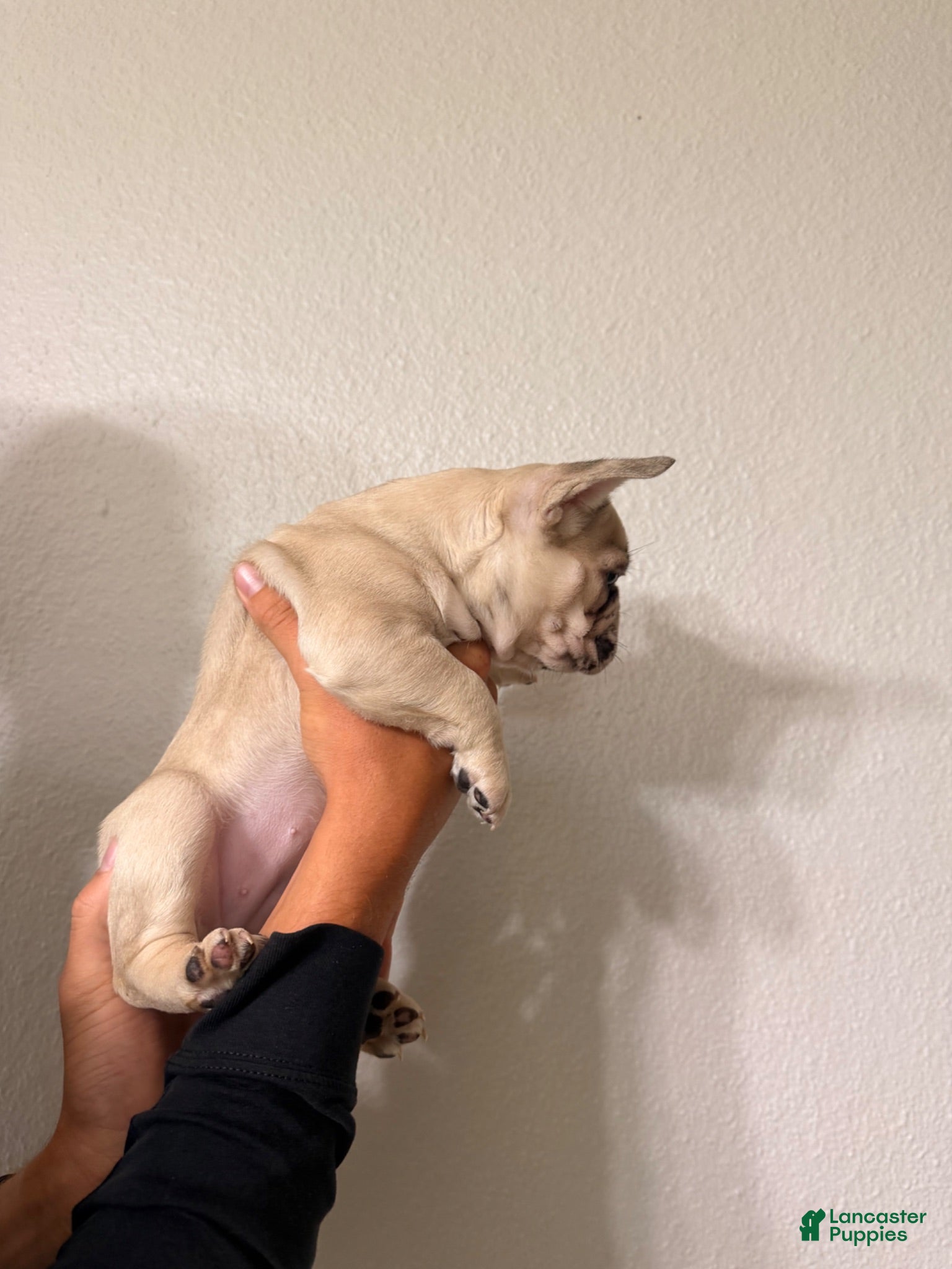 French Bulldog dogs French Bulldog 2 - Ad 2