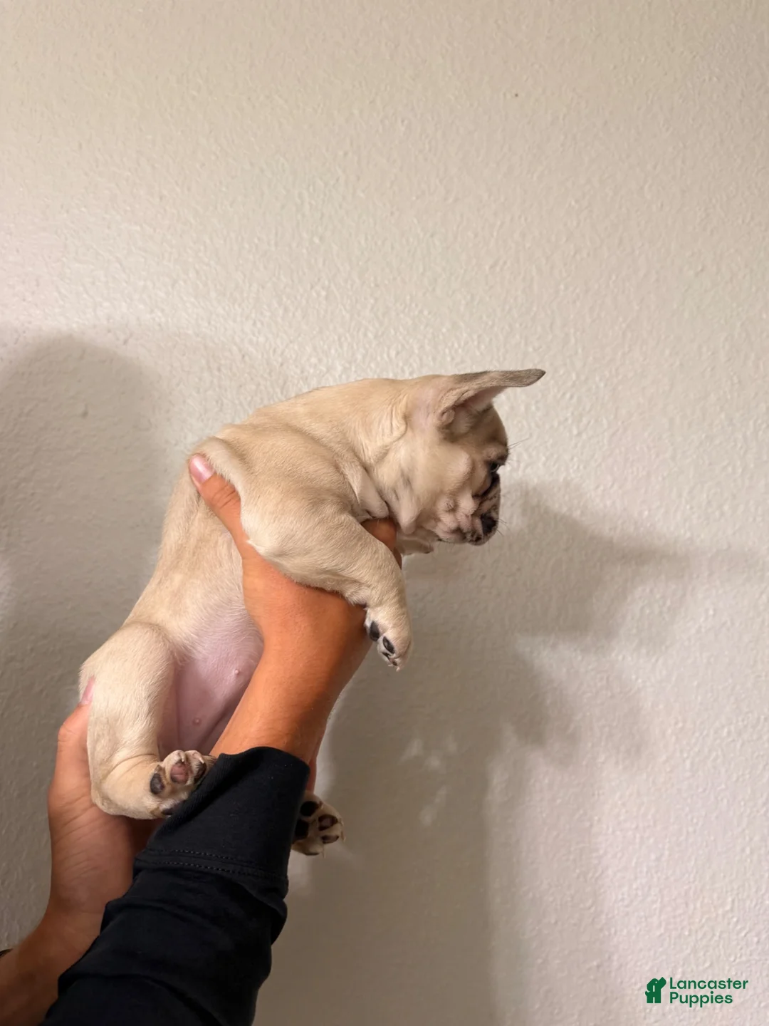 French Bulldog dogs for sale: French Bulldog 2 - Ad 2