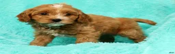 Cavapoo dogs for sale: Bobby - Ad 8