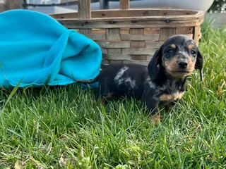 Dachshund dogs Lil Bean Sprout🐾❤️Mini AKC Genetic Tested❤️Call 717-201-9727 - Ad 1