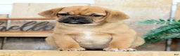 Puggle dogs for sale: Alexis - Ad 3