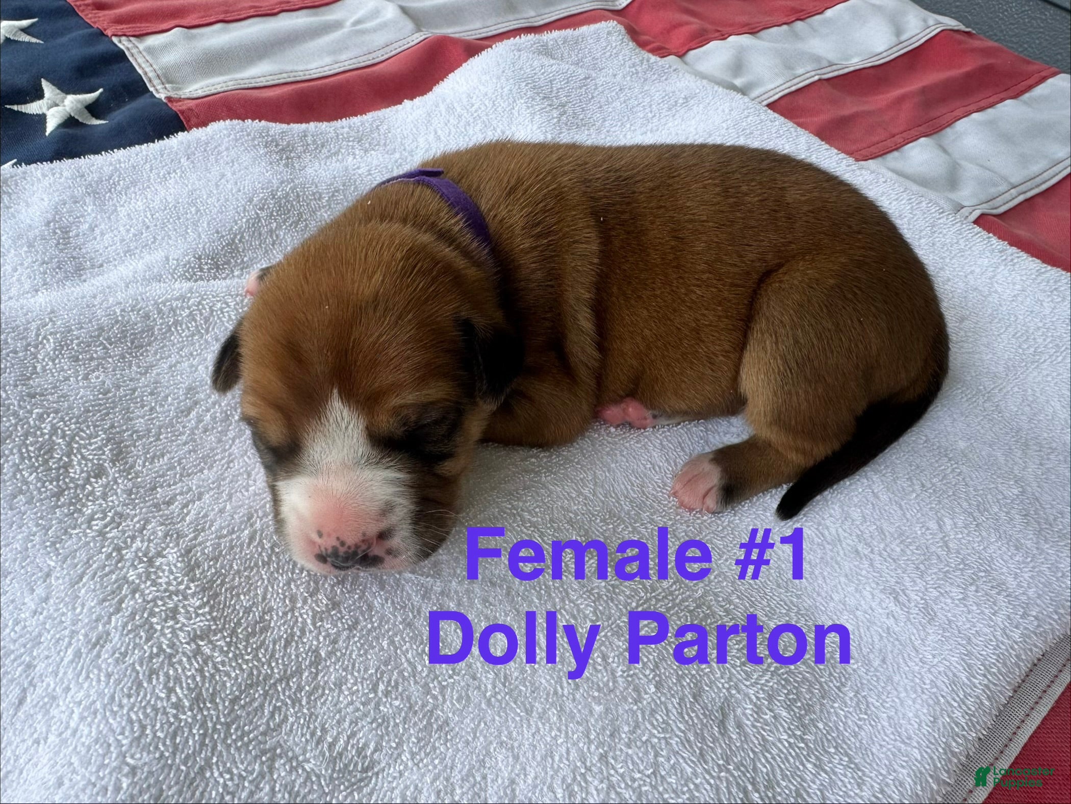American Bulldog dogs Dolly Parton/ Female #1 - Ad 1