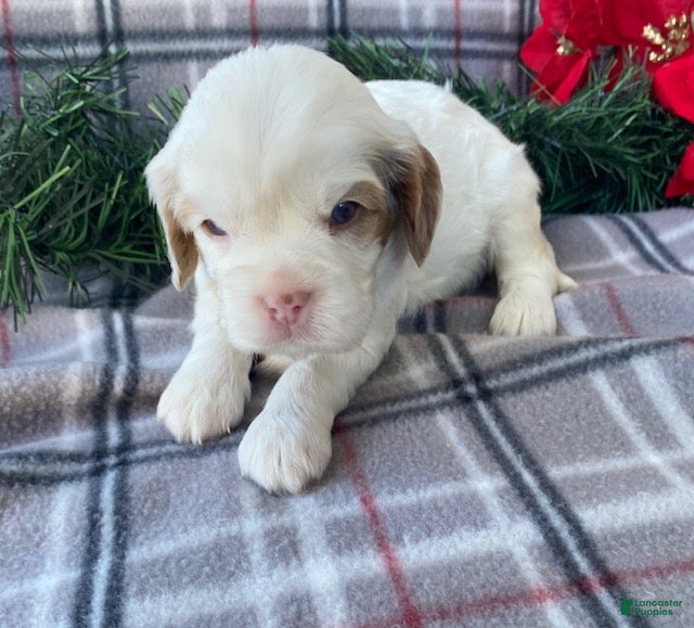 Cavalier King Charles Spaniel dogs Jingle - genetic clear parents - Ad 13