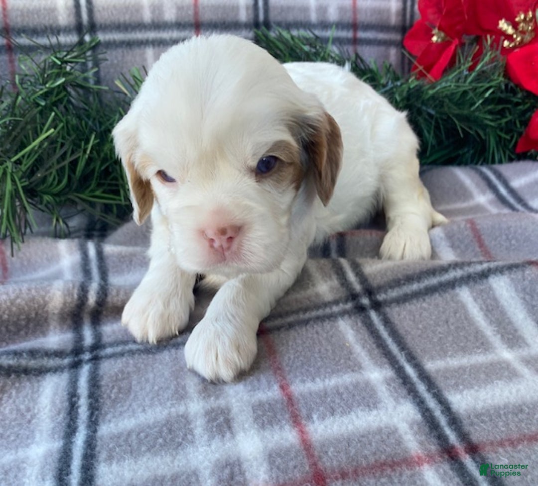 Cavalier King Charles Spaniel dogs for sale: Jingle  - Ad 1