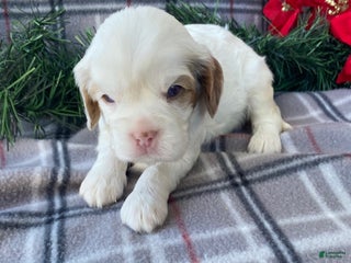 Cavalier King Charles Spaniel dogs Jingle - Ad 22