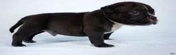 American Bully dogs for sale: Black Male - Ad 4