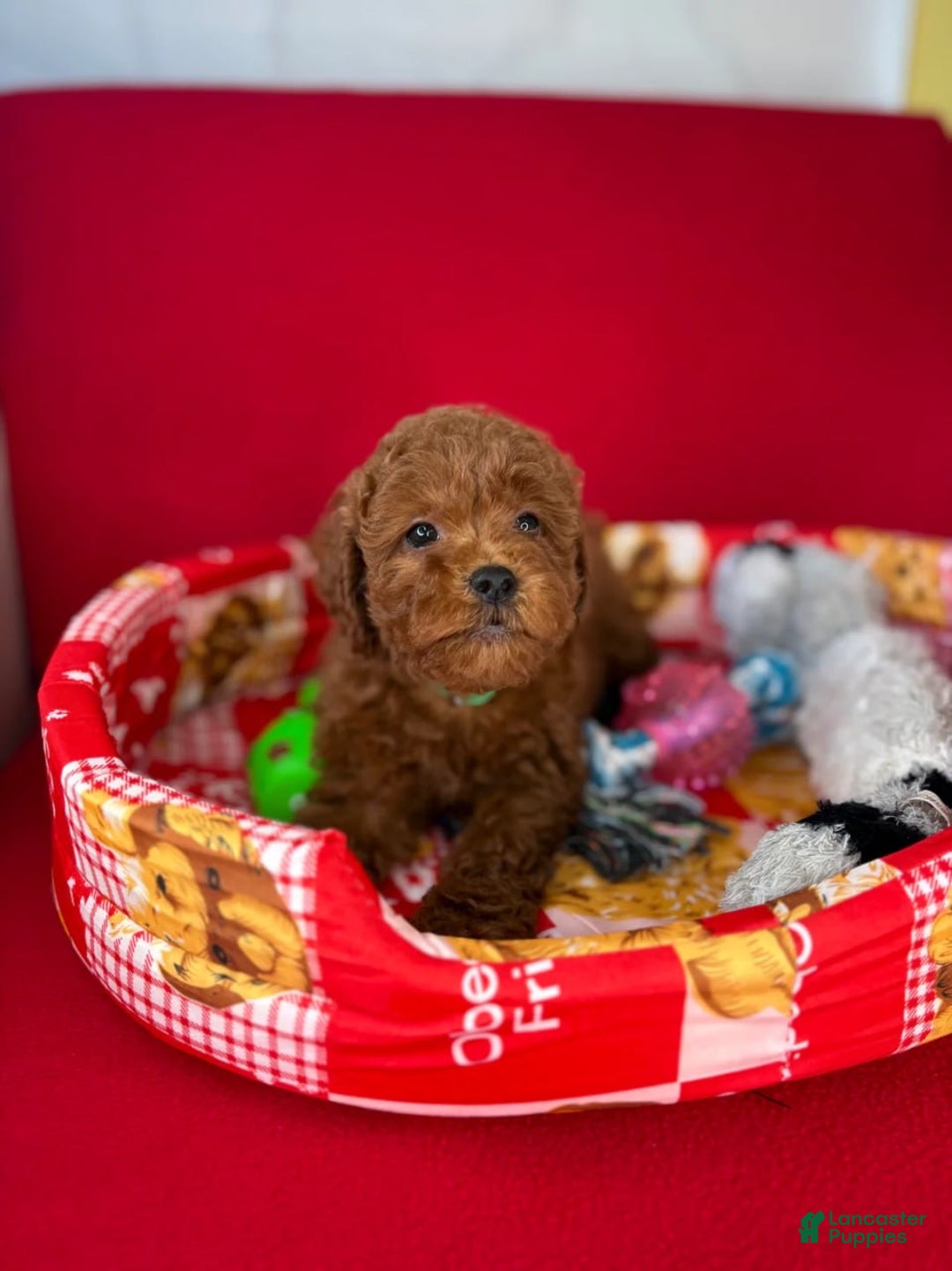 Toy Poodle dogs for sale: Dark Red Female Toy Poodle(Lucy) - Ad 2