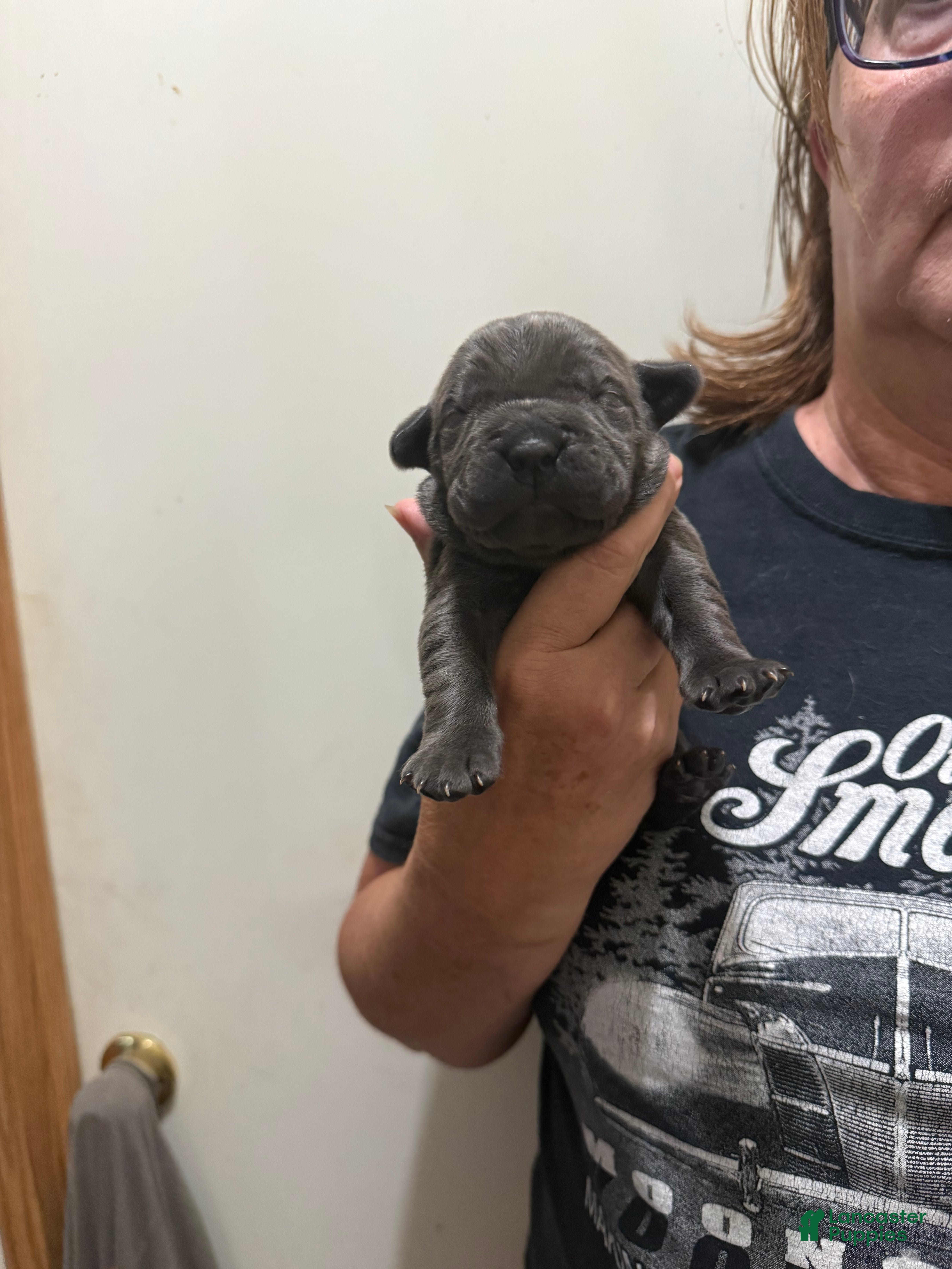 Cane Corso dogs Cane Corso 3 Gray/Blue - Ad 2