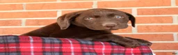 Labrador Retriever dogs for sale: Rily - Ad 8