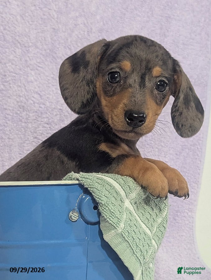 Dachshund dogs Loretta Dapple - Ad 2