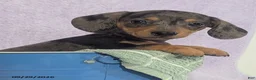 Dachshund dogs for sale: Loretta Dapple - Ad 2