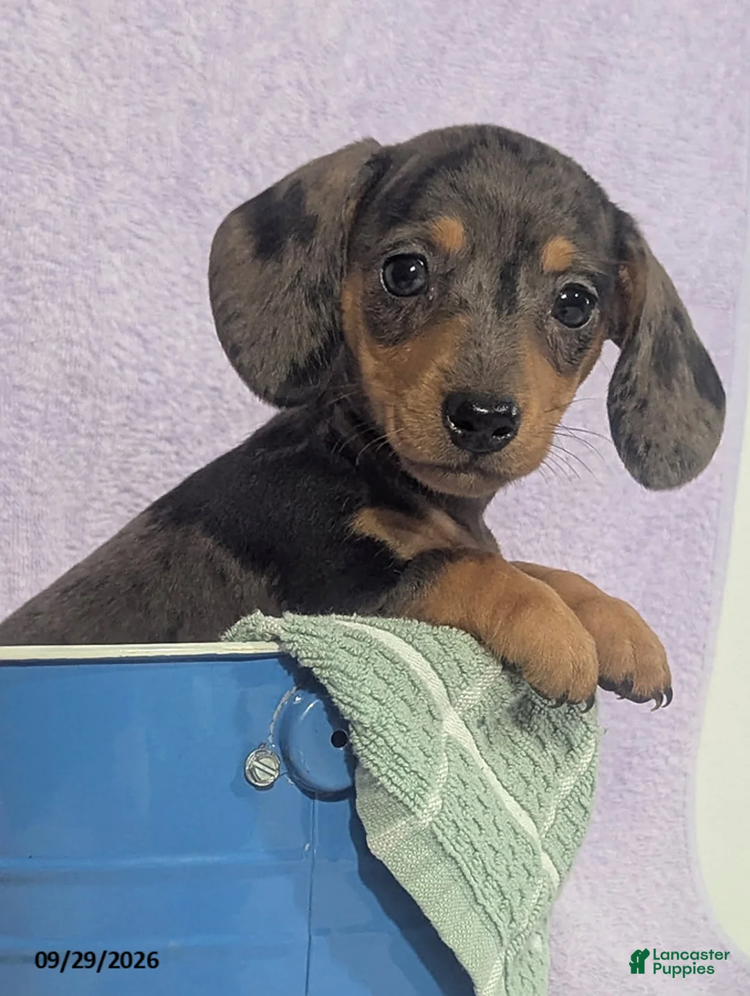 Dachshund dogs for sale: Loretta Dapple - Ad 2