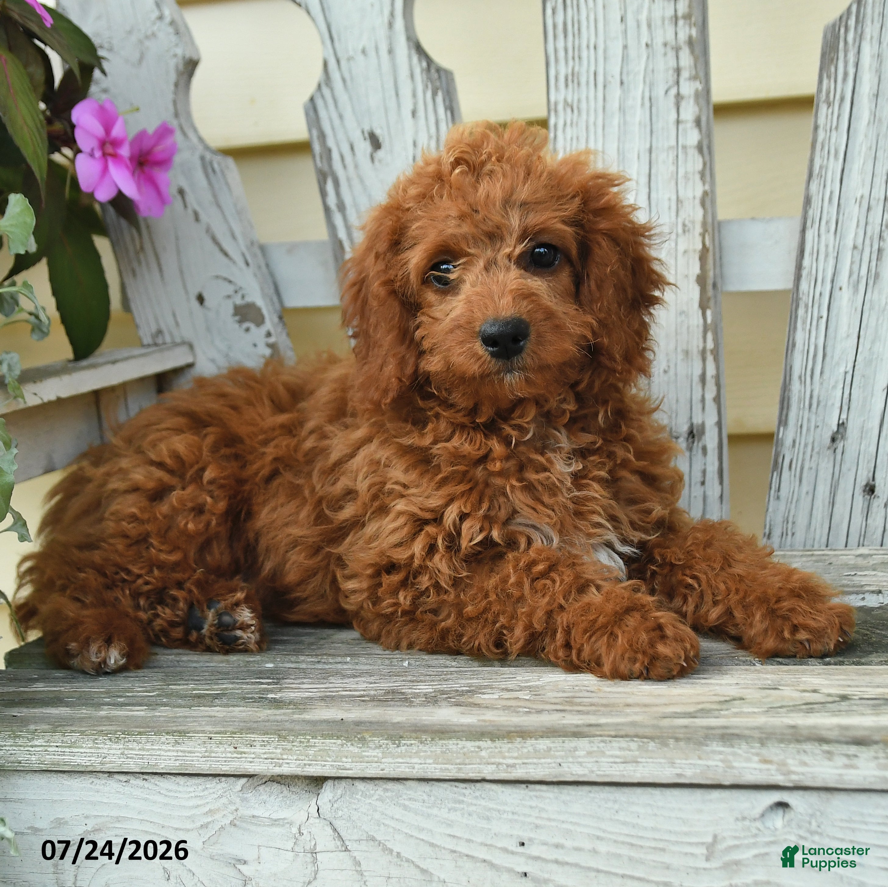 Aussiedoodle dogs Rosie - Ad 2