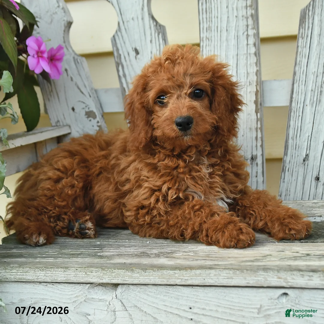 Aussiedoodle dogs for sale: Rosie - Ad 2