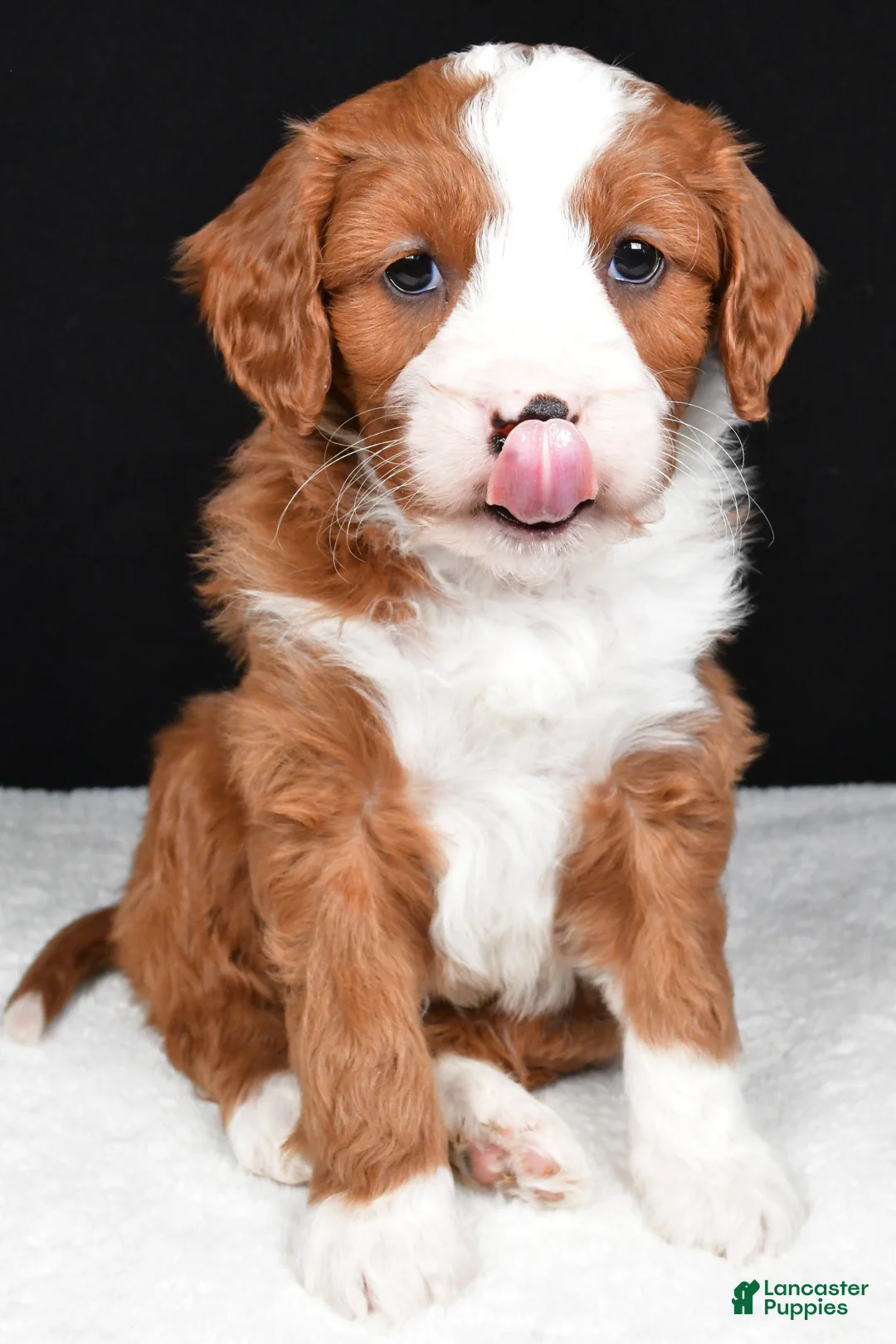 Mini Goldendoodle dogs for sale: Blaze - Ad 6