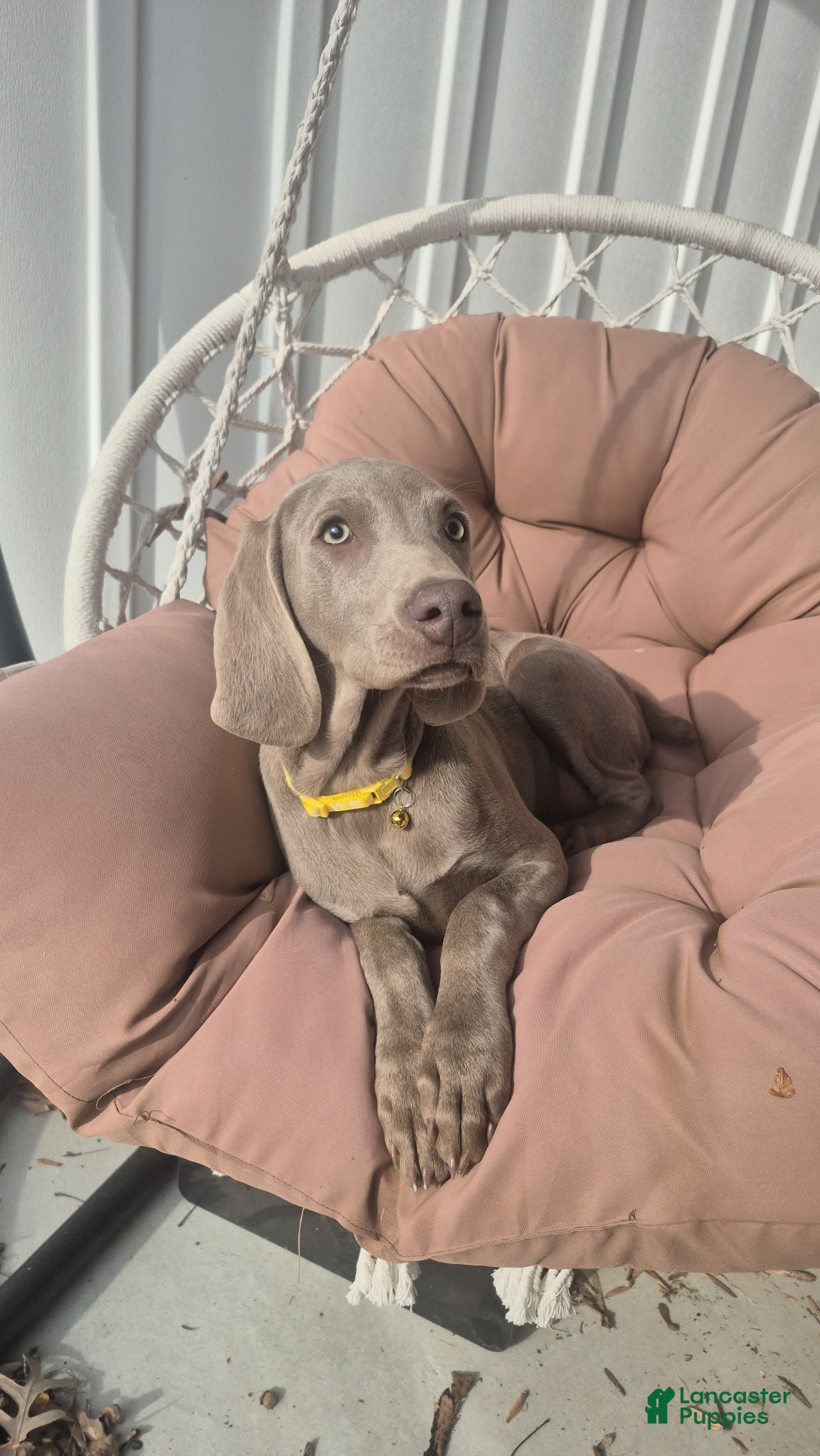 Weimaraner dogs Piper - Ad 2