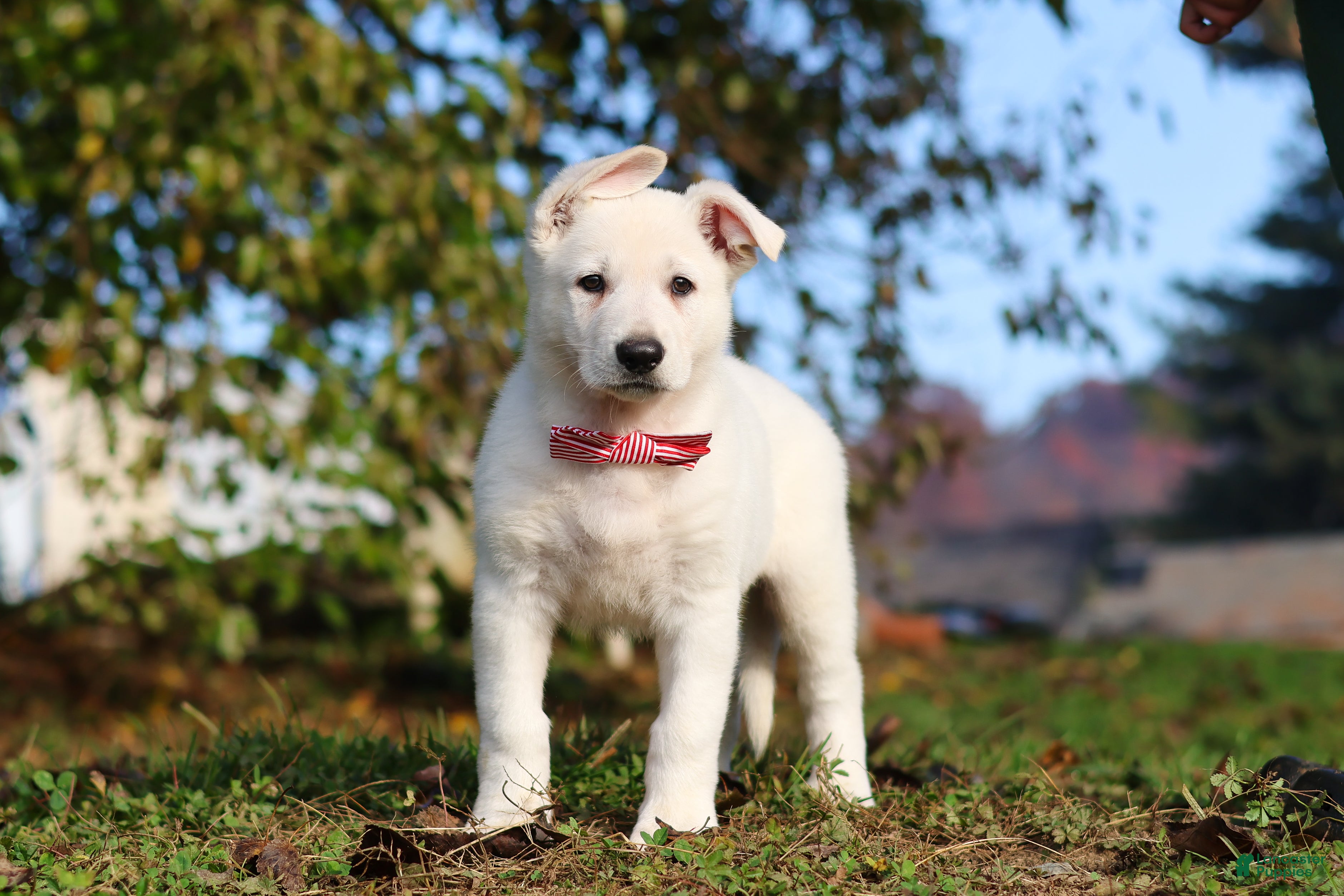 German Shepherd dogs for sale: Ezra - Ad 1