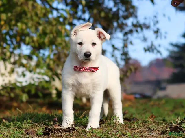 German Shepherd dogs for sale: Ezra - Ad 1
