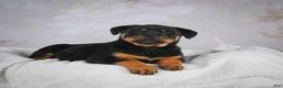 Rottweiler dogs for sale: Jewel - Ad 6