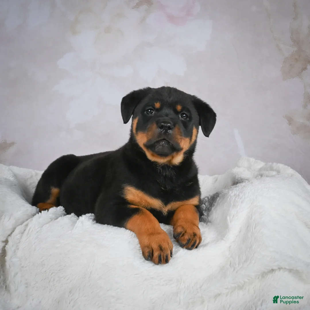 Rottweiler dogs for sale: Jewel - Ad 6