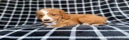Cockapoo dogs for sale: Jett - Ad 5