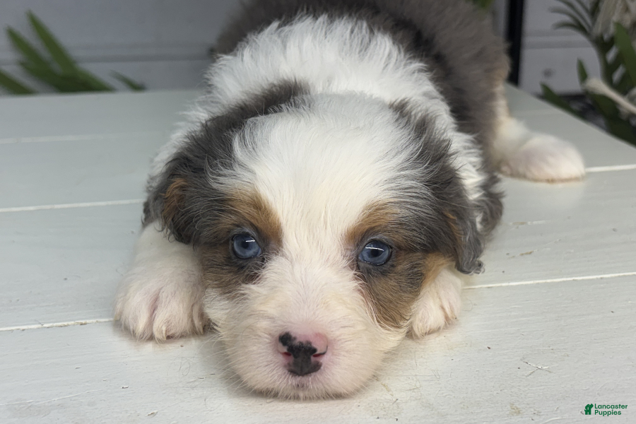 Mini Bernedoodle dogs Buttons - Ad 26