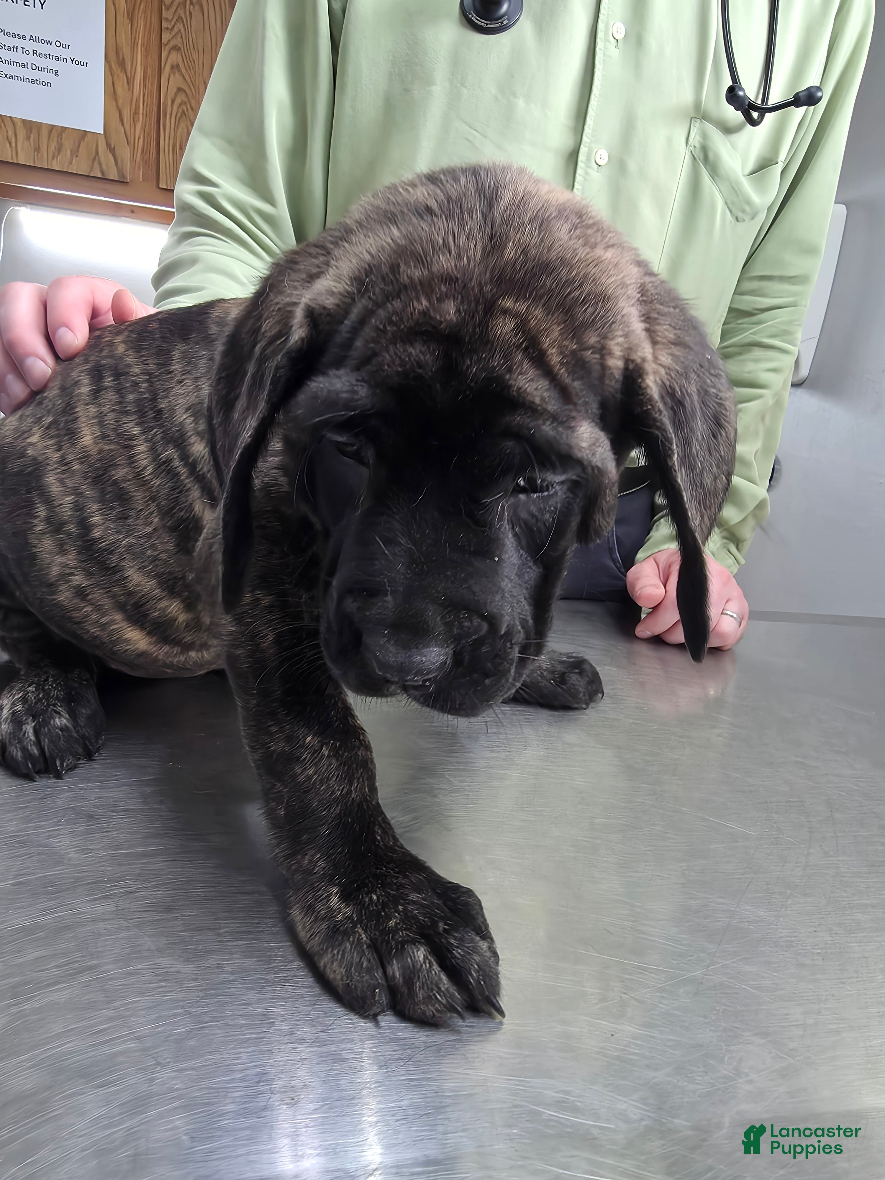 English Mastiff dogs English Mastiff Puppy 🖤 - Ad 10