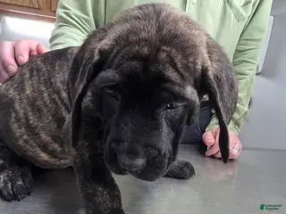 English Mastiff dogs English Mastiff Puppy 🖤 - Ad 12